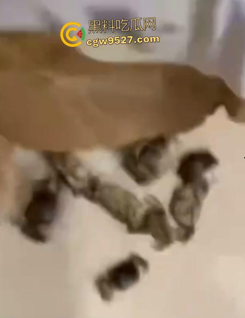 拼多多直播间骗人？69.99元20只“蟹黄满满”大螃蟹翻车！到手拇指大小，网购梦碎，再也不相信网购了！  第7张