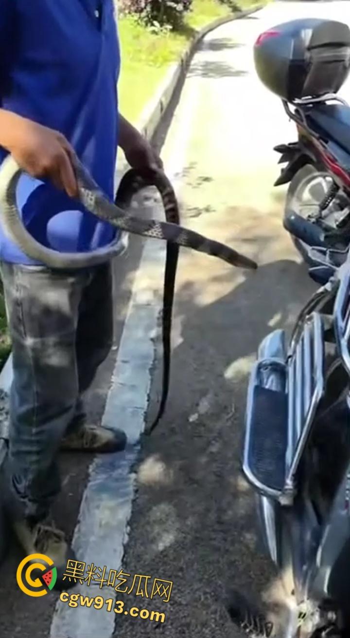 贵州男子徒手玩耍毒蛇，抽烟炫耀套脖子上到处甩，不料却是眼镜王蛇，最终被咬后两个小时死亡 !  第2张