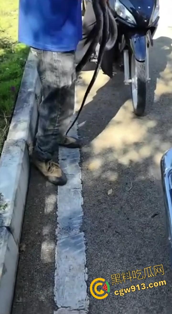 贵州男子徒手玩耍毒蛇，抽烟炫耀套脖子上到处甩，不料却是眼镜王蛇，最终被咬后两个小时死亡 !  第4张