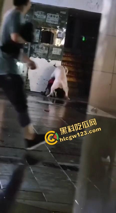 成都00后小孩哥街头遛狗变骚戏，大街上让狗日得嗷嗷浪叫，母0贱态趴在地上撅着屁股让狗抱！  第3张