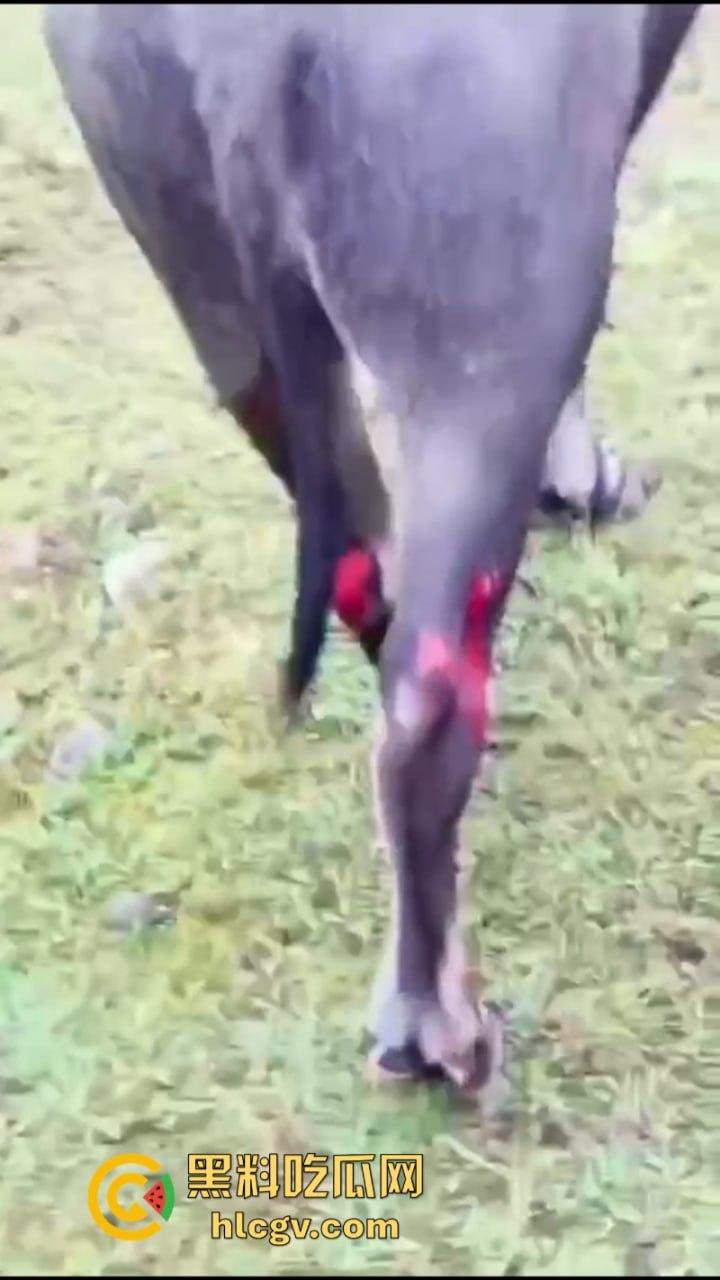 “牛哥这里不让洗澡啊”浙江温州山门台风吹跑5头大黑牛 遭急流卷走又奇迹生还  第1张