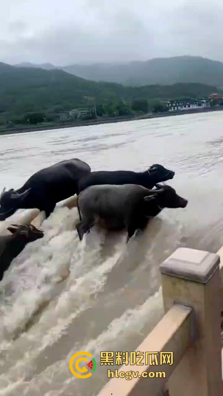 “牛哥这里不让洗澡啊”浙江温州山门台风吹跑5头大黑牛 遭急流卷走又奇迹生还  第2张