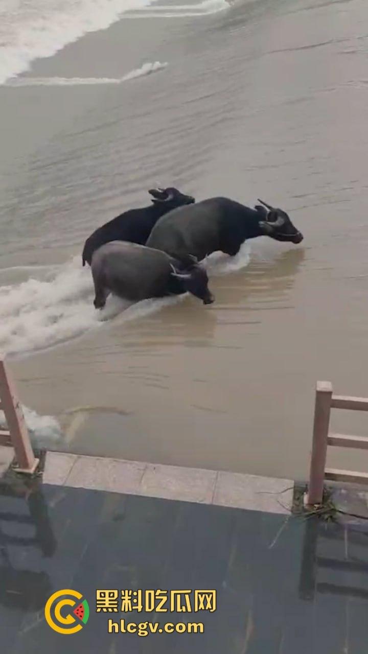 “牛哥这里不让洗澡啊”浙江温州山门台风吹跑5头大黑牛 遭急流卷走又奇迹生还  第5张