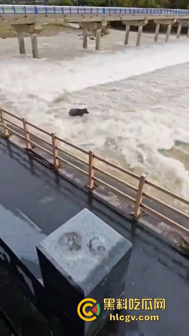 “牛哥这里不让洗澡啊”浙江温州山门台风吹跑5头大黑牛 遭急流卷走又奇迹生还  第6张