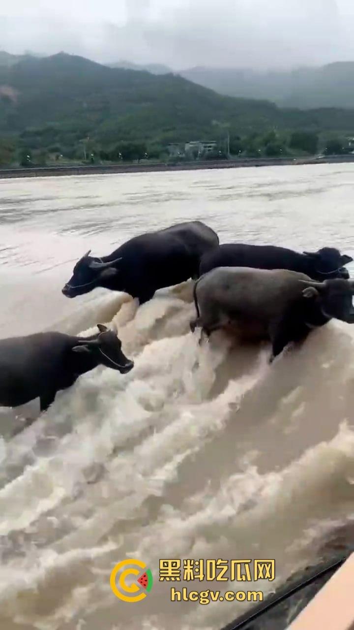 “牛哥这里不让洗澡啊”浙江温州山门台风吹跑5头大黑牛 遭急流卷走又奇迹生还  第7张